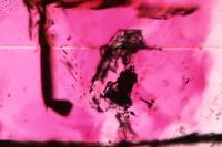 Inclusions dans un cristal d'émeraude LPA x40